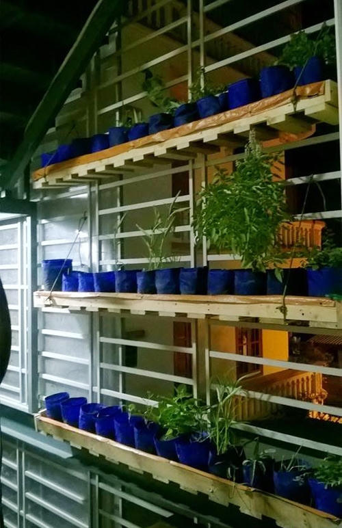 Hạt giống được gieo trực tiếp vào trong túi ngay từ đầu và cứ thế lớn lên, tuiv vừa là bầu ươm vừa là bầu trồng.