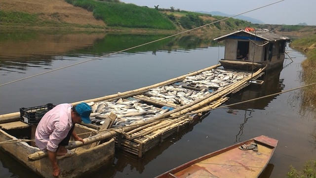 Nhiều gia đình xã Thành Vinh (Thạch Thành, Thanh Hóa) trắng tay sau một đêm vì cá chết.