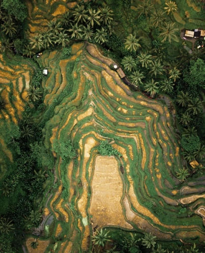 Quang cảnh Tegallalang ở Bali, Indonesia đẹp ngỡ ngàng khi nhìn từ trên cao.