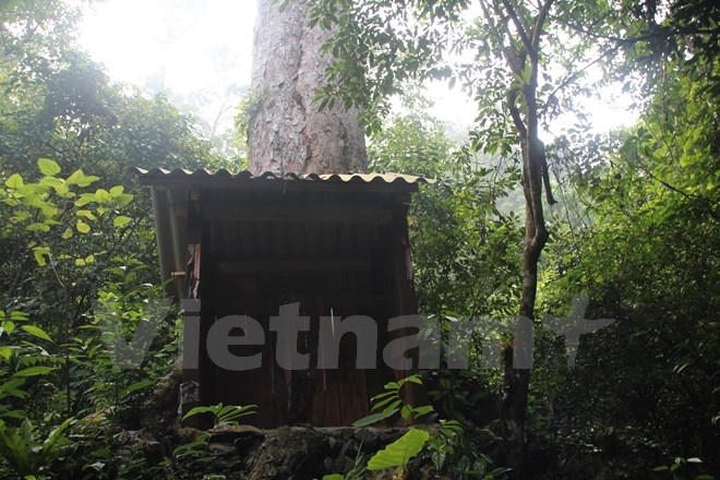 Những c&acirc;y gỗ qu&yacute; được bảo vệ nghi&ecirc;m ngặt. (Ảnh: H.V/Vietnam+)