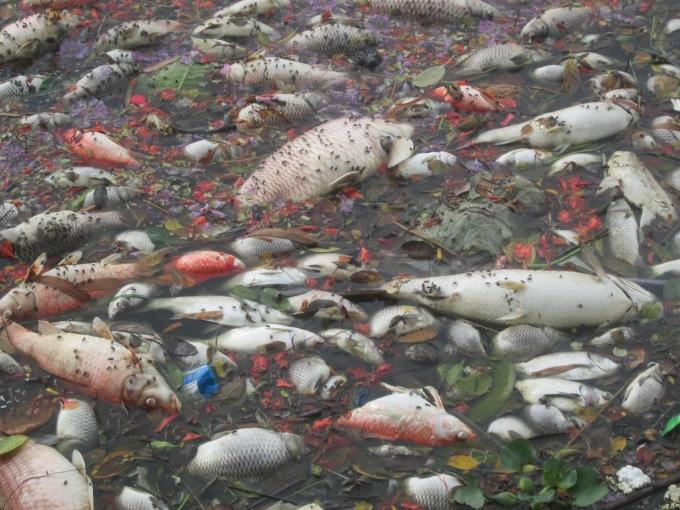 Cá chết nổi trắng tại một góc hồ, nhiều con đang có dấu hiệu phân hủy, mùi hôi thối bốc lên nồng nặc.