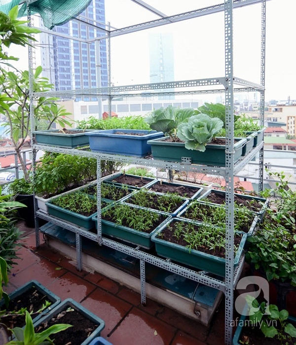 Cô Liên cũng áp dụng phương pháp trồng rau trên sân thượng dạng tầng để tiết kiệm diện tích mà lại trồng được nhiều loại rau cùng lúc.