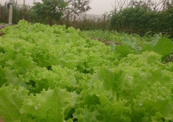 Vườn rau xà lách xanh mướt.