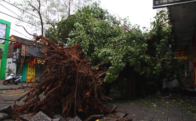 Thân cây lớn đập vào phần trước cửa nhà dân, may mắn không ai bị thương