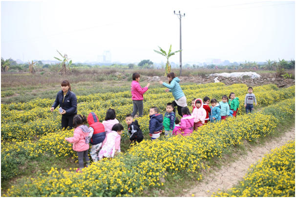 Các em nhỏ ở một trường mầm non gần đó đến tham quan, vui chơi trên cánh đồng hoa cúc chi.
