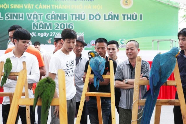Hàng chục chú vẹt có giá trị tại Festival sinh vật cảnh (Long Biên, Hà Nội).