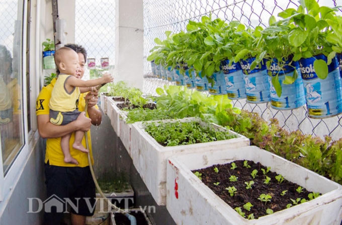 Cậu con trai chưa đầy 1 tuổi của anh cũng rất thích lên sân thượng chăm sóc rau cùng ba mỗi sáng.