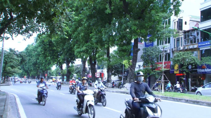 Được biết hàng cây xà cừ ở giữa đường Kim Mã, sẽ chỉ bị chặt hạ vài cây nơi có giếng đứng của đoạn đường sắt ngầm dưới lòng đất.