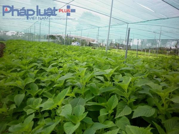 Người dân chưa được tiếp cận nhiều với các địa chỉ bán thực phẩm sạch. Ảnh: Internet.