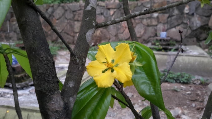 Năm cánh hoa hình rẻ quạt, xếp thưa, tách rời nhau.