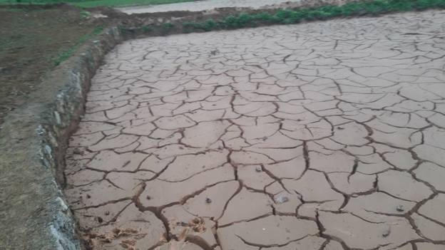 Nhiều khu ruộng bị nước thải tr&agrave;n v&agrave;o.