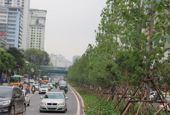 Trồng cây phong lá đỏ là một trong những việc làm nằm trong chủ trương của Thành phố Hà Nội trồng một triệu cây xanh giai đoạn 2016 -2020.