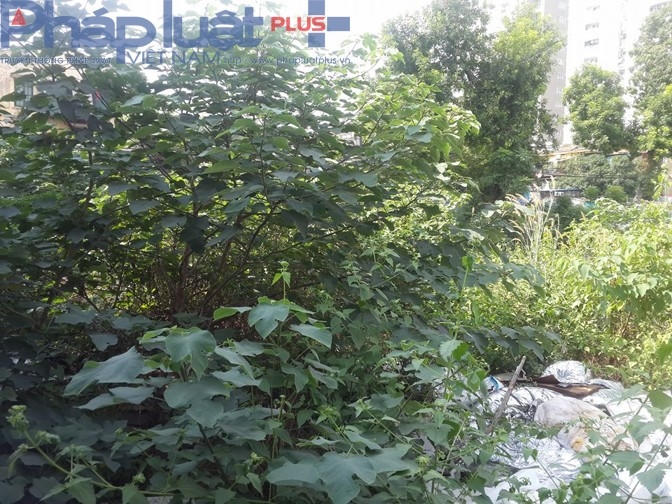 Cỏ mọc xanh um tùm.