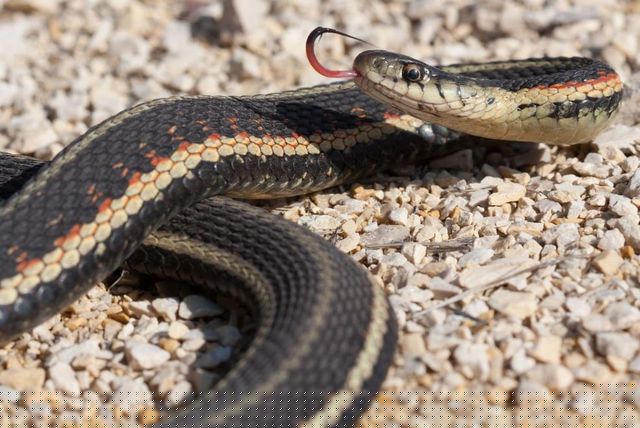 Những con rắn sọc đỏ không độc, gần như vô hại với con người