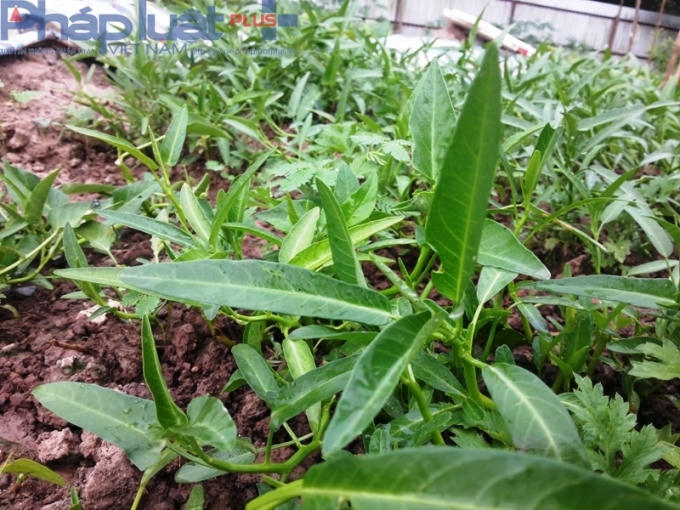 Nhiều nhà vườn ăn không hết phải bán cho người dân bên ngoài tòa nhà.