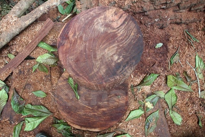 Những chiếc thớt nghiến s&oacute;t do l&acirc;m tặc chưa kịp vận chuyển. (Ảnh: H.V/Vietnam+)