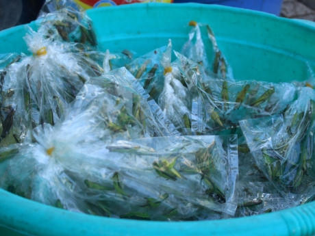 Những côn trùng tưởng chừng như không còn tìm thấy ở Sài Gòn nhưng thực ra vẫn có thể dễ dàng bắt gặp tại khu 'chợ đàn ông'.