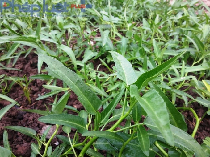 Rau muống cạn sinh trưởng rất tốt. Giá mỗi bó rau muống lên tới 10 nghìn đồng.