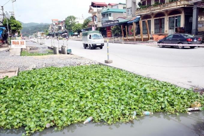Người dân phải dùng bèo để khử mùi hôi do nước thải tù đọng tại vị trí nền đường Dự án đã triển khai. (Ảnh: báo Quảng Ninh - chụp tại tổ 1, khu 1B, phường Quang Hanh, TP Cẩm Phả).