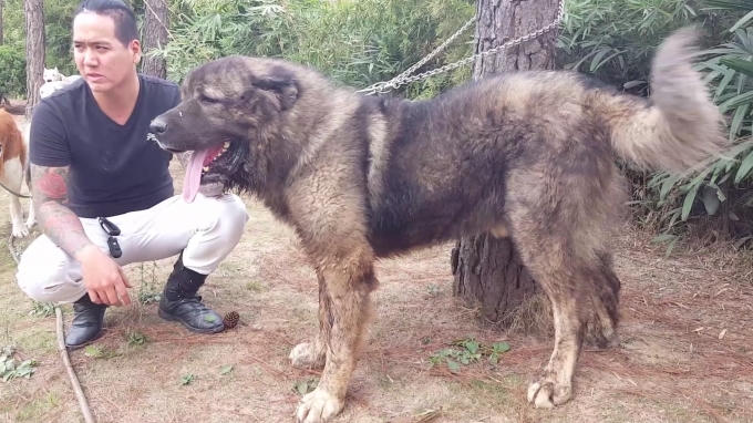 Chú chó Osaka được nhập từ Ucraina có giá 4.200. USD.