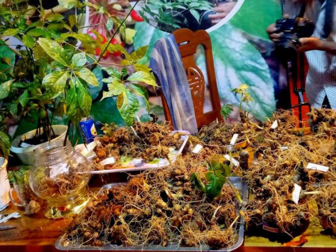 Củ sâm Ngọc Linh là cây dược liệu đặc biệt quý hiểm, thuộc 1 trong 5 loại sâm quý nhất trên thế giới