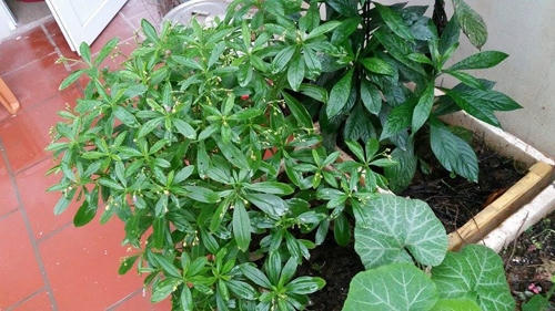 Bên cạnh đó, các loại rau gia vị như xương sông.
