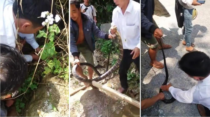 Người đàn ông tay không bắt sống rắn hổ mang chúa.