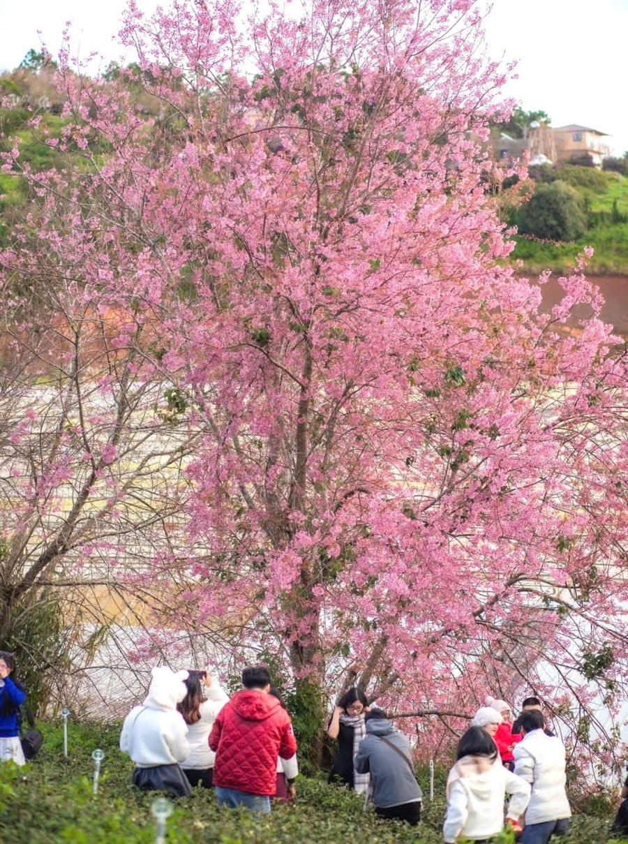 Hoa Mai Anh Đào nở rộ là điểm nhấn cho du khách.