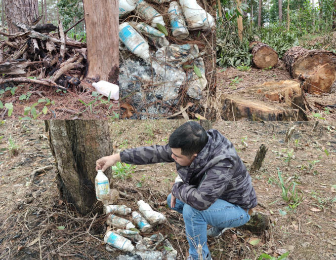 Thuốc lưu dẫn dùng để đầu độc cây thông bị vứt thành đống tại hiện trường.