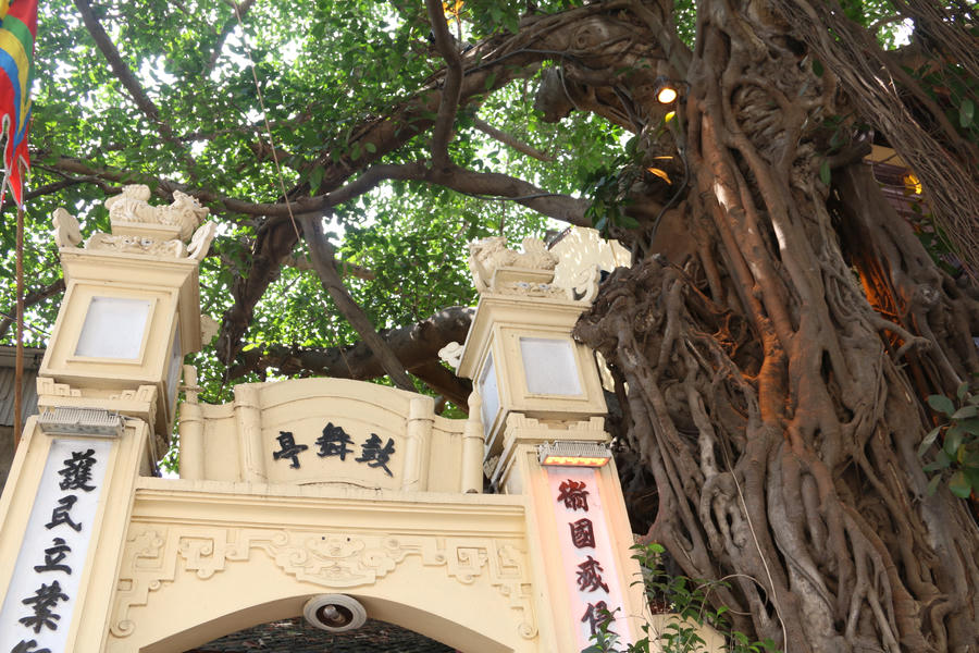 Kỳ lạ cây đa trăm tuổi với bộ rễ “khổng lồ”, chuyển màu trắng mỗi khi trời mưa ở Hà Nội - 2