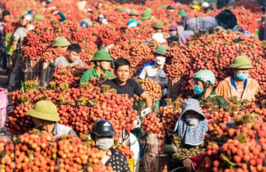 Các vườn vải đẹp ở Bắc Ninh sẽ được gắn mã số để phục vụ các tour trải nghiệm. Ảnh IT