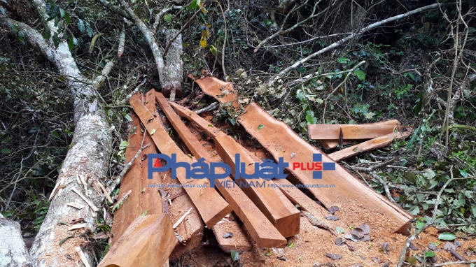 Thực trạng rừng "chảy máu" tại Khu bảo tồn Thiên nhiên Kim Hỷ.