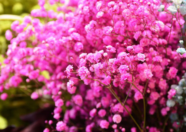 Các loại hoa đ&ocirc;̀ng n&ocirc;̣i đang là &ldquo;m&ocirc;́t&rdquo; chơi hoa mới năm nay.