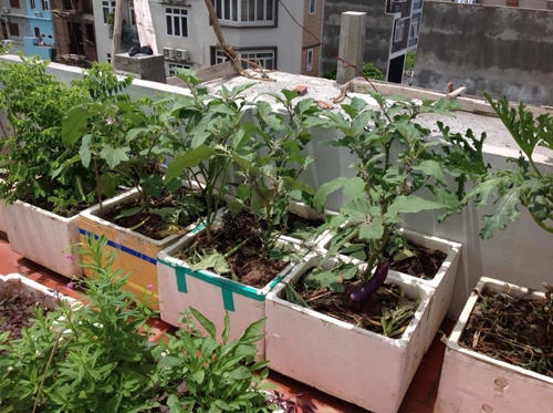 Cà tím có thể trồng và cho quả quanh năm.