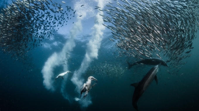 1. Bức ảnh giành chiến thắng mang tên “Cá mòi chạy trốn” của nhiếp ảnh gia G. Lecoeur được chụp tại Port Saint John’s, Eastern Cape, ngoài khơi bờ biển Nam Phi. Đây là hình ảnh từng đàn cá mòi lớn đang di cư dọc theo bờ biển hoang dã của Nam Phi. Chúng là miếng mồi ngon của chim mòng biển và cá heo. Ngoài là thức ăn, số lượng cá mòi di chuyển theo từng đàn cực lớn cũng là cơ hội để những con cá heo con học cách săn mồi thuận lợi nhất.