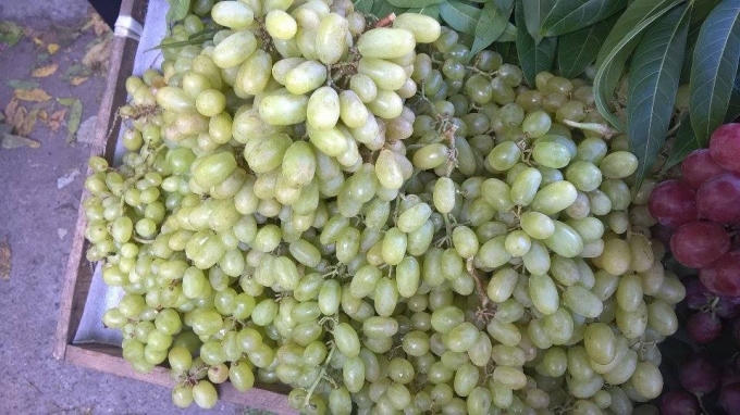 Nho Trung Quốc quả trên chùm rời rạc.