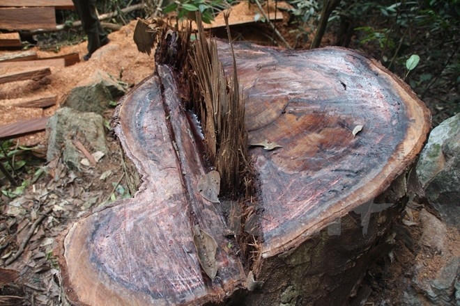 Gốc c&acirc;y nghiến c&ograve;n đỏ au. (Ảnh: H.V/Vietnam+)