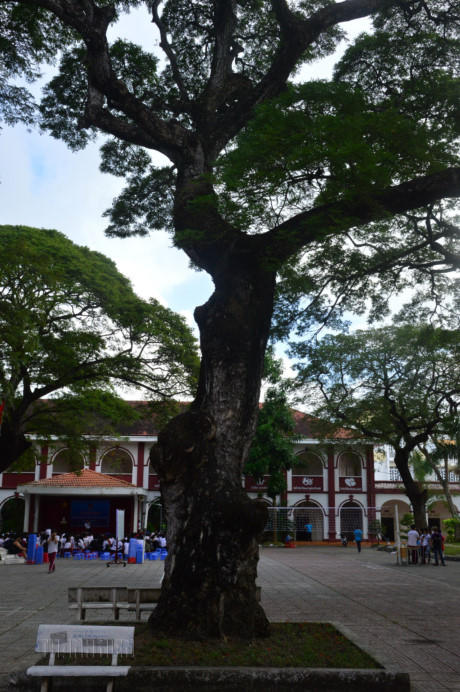 Cây cổ thụ ở trường Tiểu học - THCS - THPT iSchool Sóc Trăng