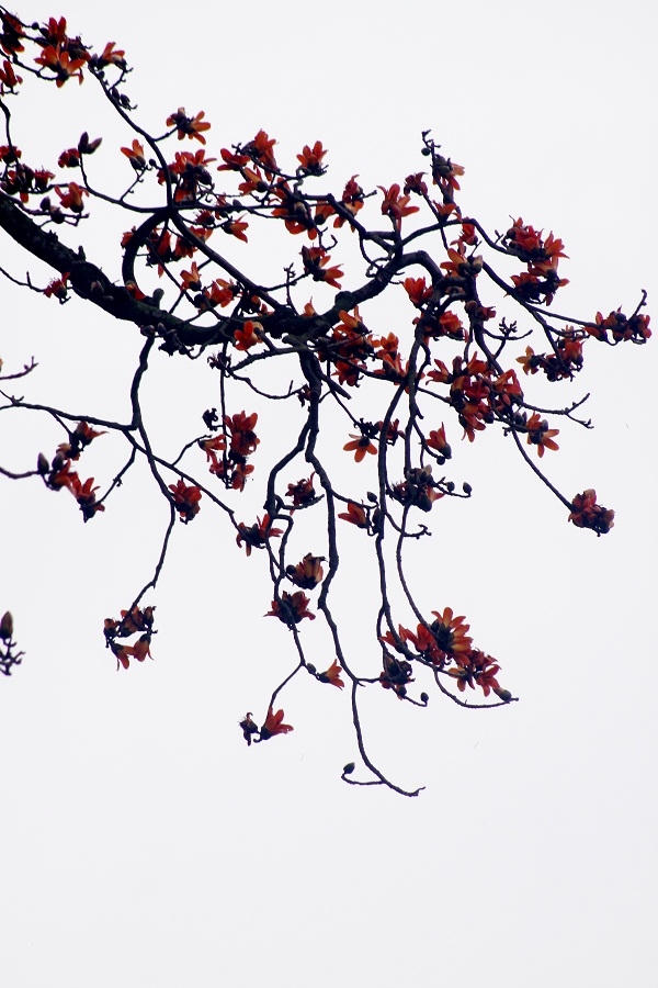 Mùa hoa gạo cũng là mùa sinh sôi của muôn loài, mùa của sự sống tràn trề.
