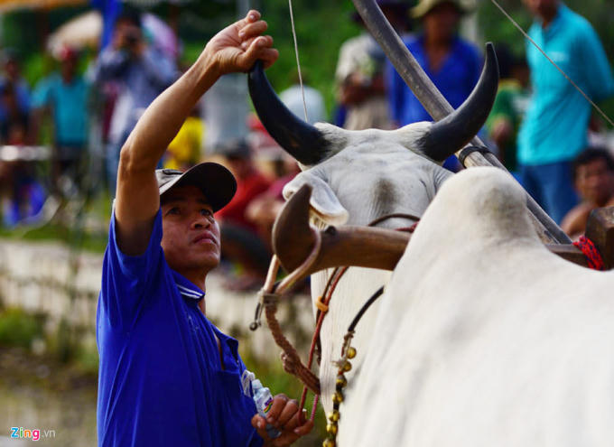 Sáng 14/10, lễ hội đua bò Bảy Núi truyền thống hàng năm chính thức diễn ra. Tham dự cuộc đua là các nài bò chuyên nghiệp đã có nhiều năm kinh nghiệm thi đấu.