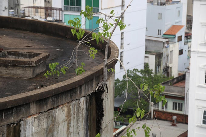 Cây xanh mọc ngay trên nóc thủy đài lâu năm bị bỏ hoang.