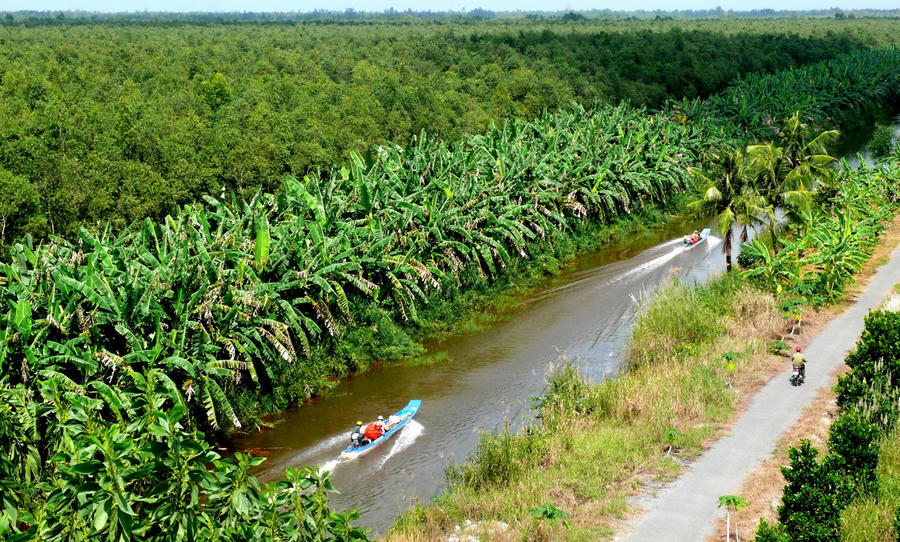 Rừng U Minh Hạ - nhìn từ trên cao xuống.