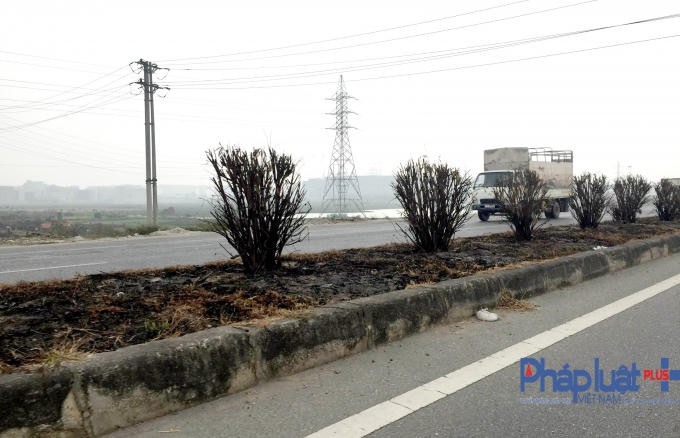 Nhiều khóm cây ở dải phân cách Quốc lộ 18 dưới gốc đã bị cháy đen thui không còn biểu hiện của sự sống.