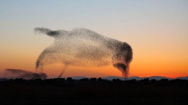 Hình dạng giống như một chú cá heo đang bơi lội