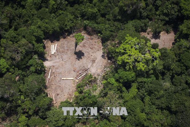 Một khoảng rừng Amazon ở Brazil bị phá hủy do khai thác gỗ trái phép. Ảnh: AFP/TTXVN.