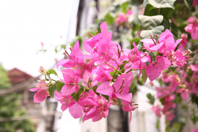 Hoa giấy mọc thành một nhóm gồm 3 hoa và lá bắc, hình thành cụm ở phần cuối của nhánh. Lá bắc xếp hình tam giác, thuôn dài/trứng và nhọn đầu dài khoảng 3 – 5 cm.