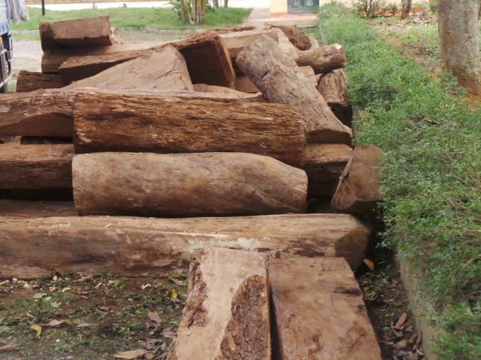 Đa phần là gỗ táu, sến, mài lái...