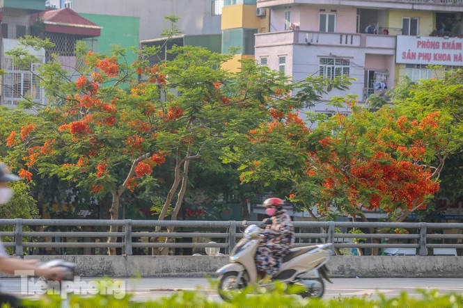 Những phố hoa Hà Nội làm xao xuyến lòng người - ảnh 10