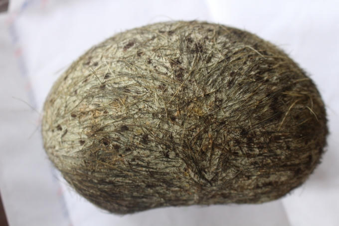 Hà Nội: Mổ lợn để bán, phát hiện 