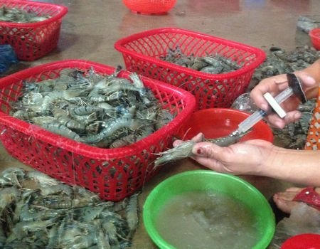 Các đối tượng bị bắt quả tang khi đang bơm tạp chất vào tôm. Ảnh- H.N